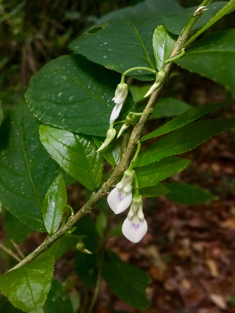 Hybanthus denticulatus photo 4