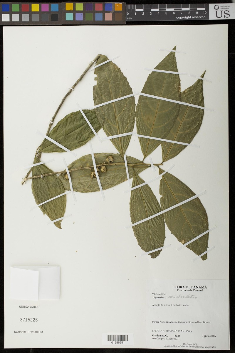 Hybanthus denticulatus photo 5