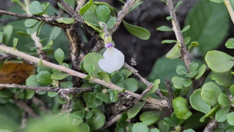 Hybanthus durus