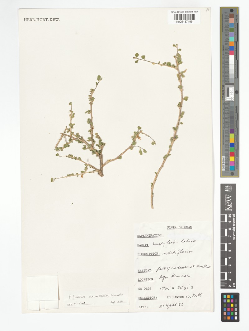 Hybanthus durus photo 2