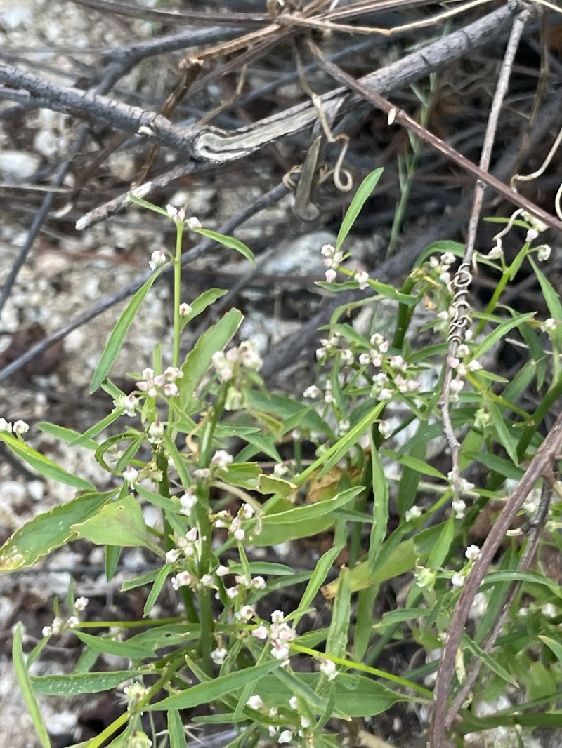 Hybanthus fruticulosus
