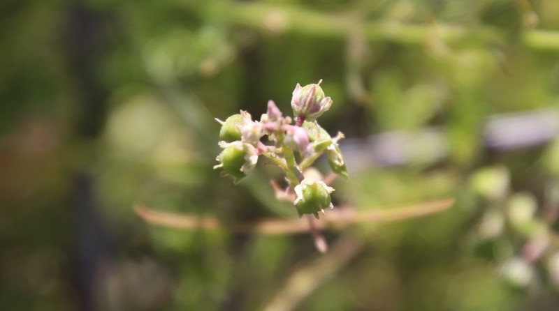 Hybanthus fruticulosus photo 2