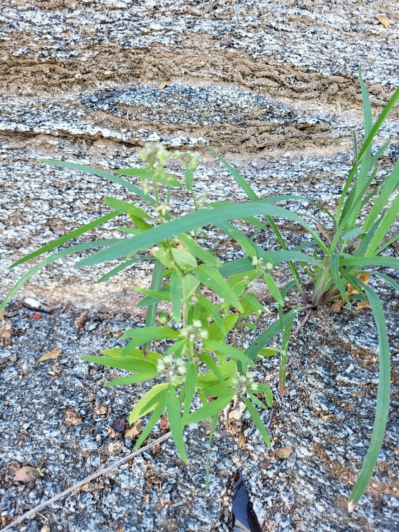 Hybanthus fruticulosus photo 3