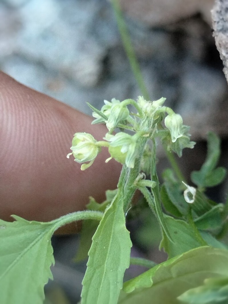 Hybanthus fruticulosus photo 4