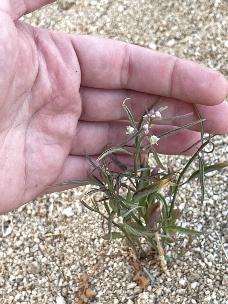 Hybanthus fruticulosus photo 5