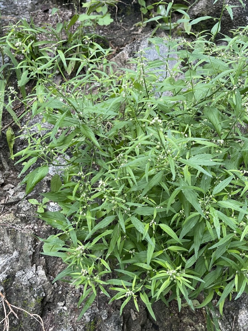 Hybanthus fruticulosus photo 6
