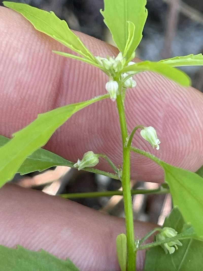 Hybanthus fruticulosus photo 7