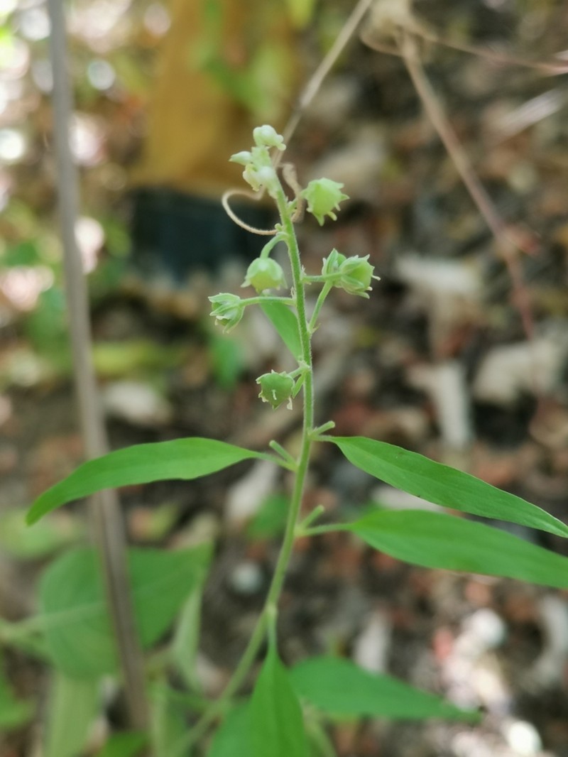Hybanthus fruticulosus photo 8
