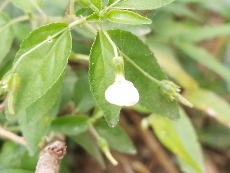 Hybanthus galeottii