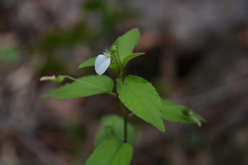 Hybanthus galeottii photo 3