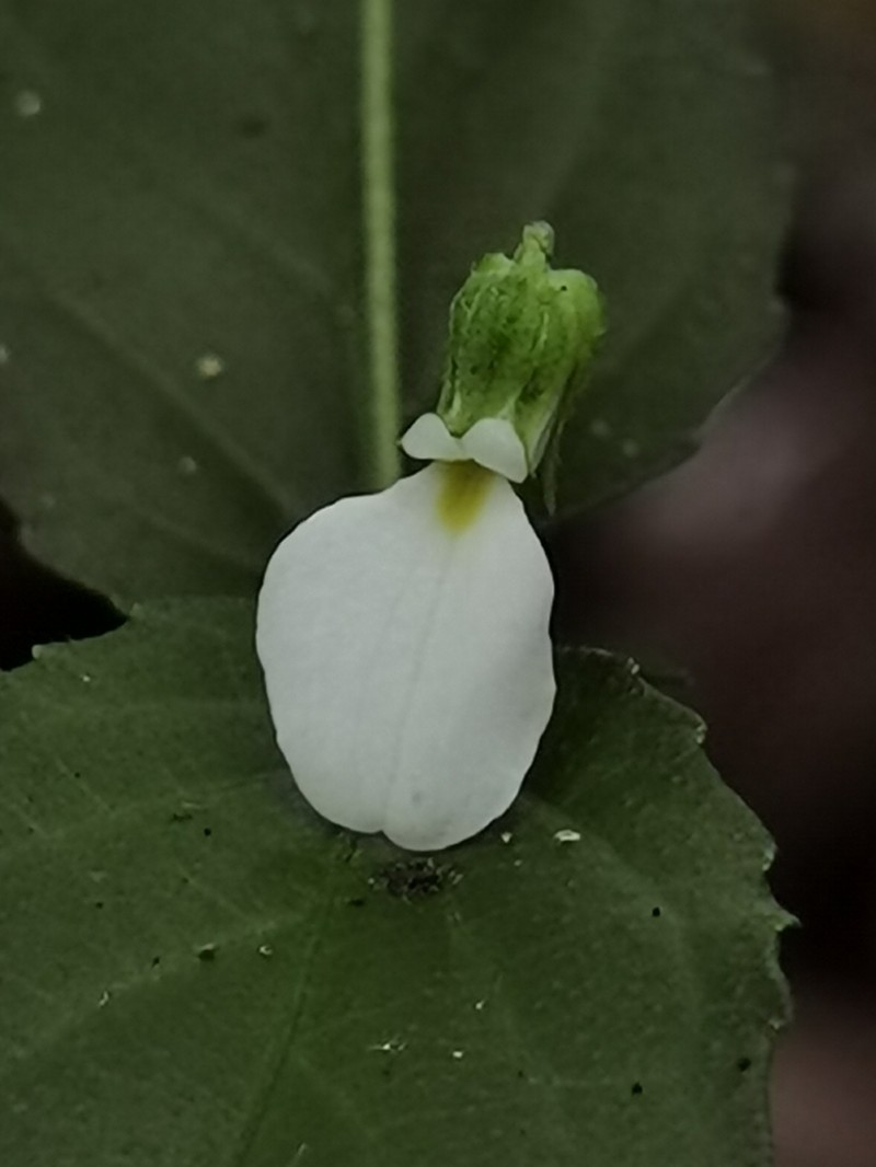 Hybanthus galeottii photo 4