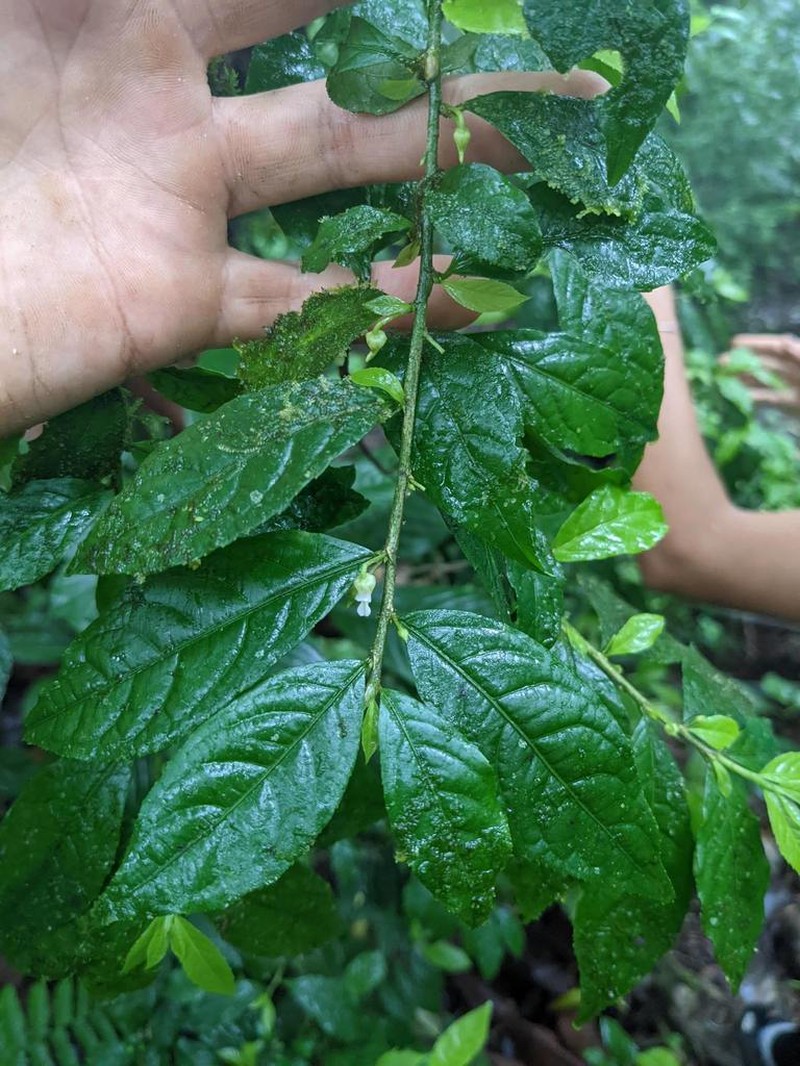 Hybanthus guanacastensis