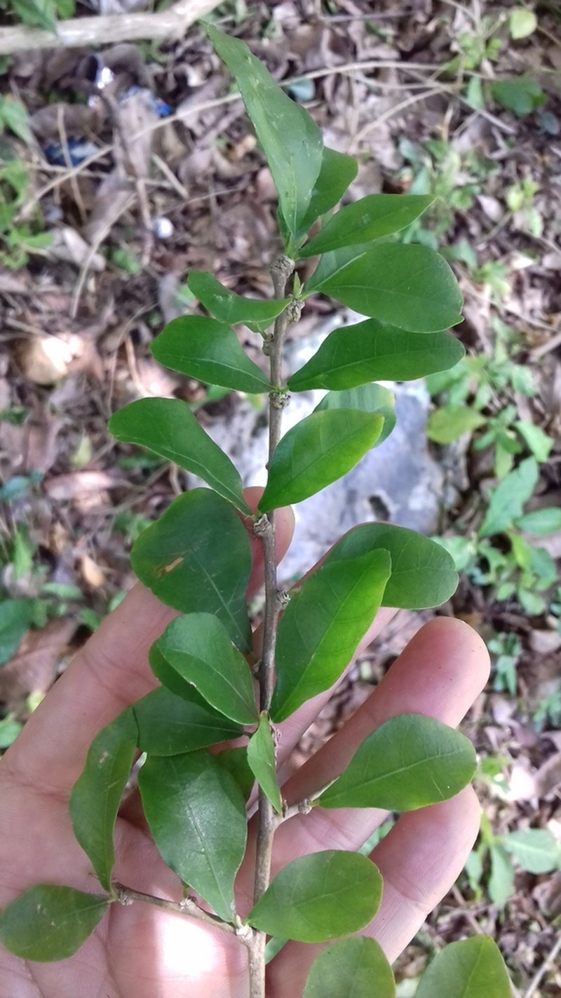 Hybanthus havanensis