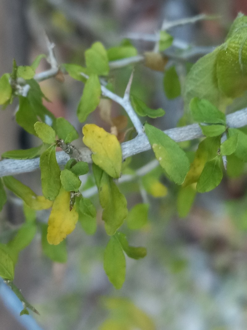Hybanthus havanensis photo 2