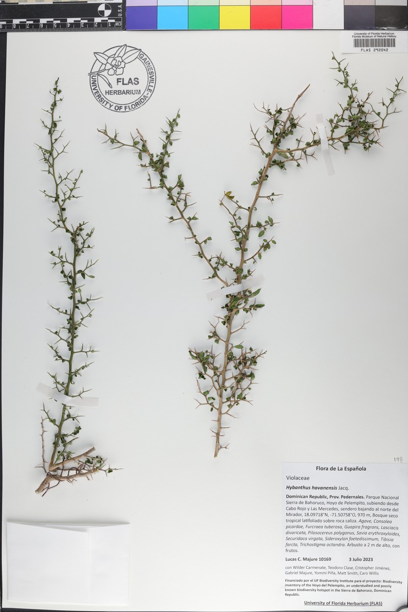 Hybanthus havanensis photo 3
