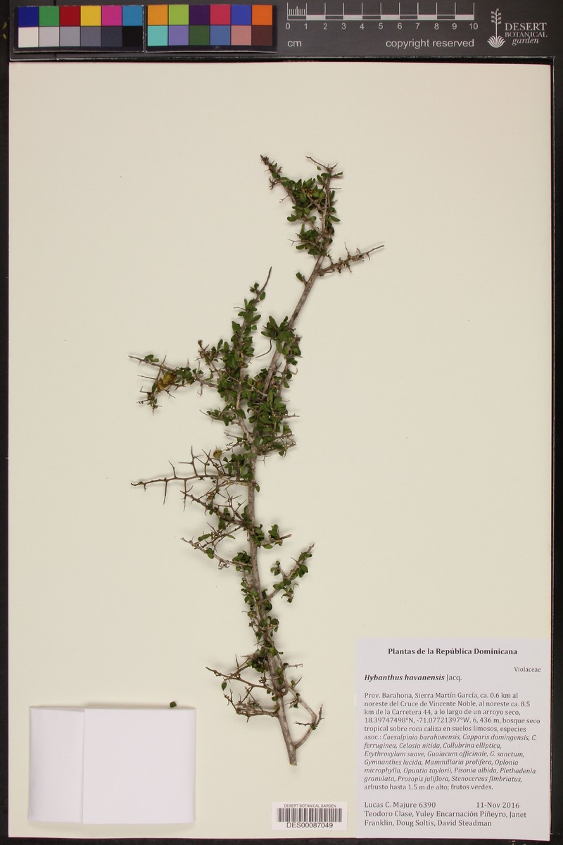 Hybanthus havanensis photo 4