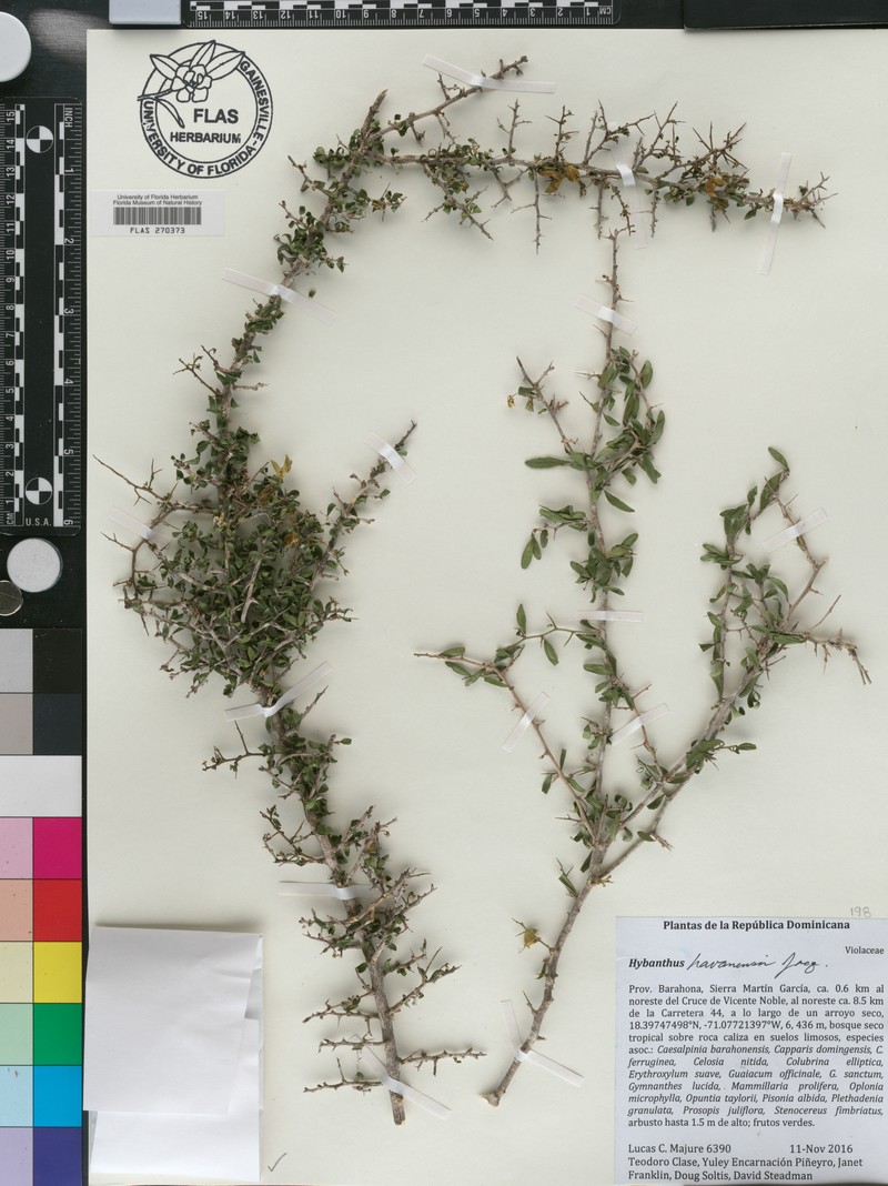 Hybanthus havanensis photo 5