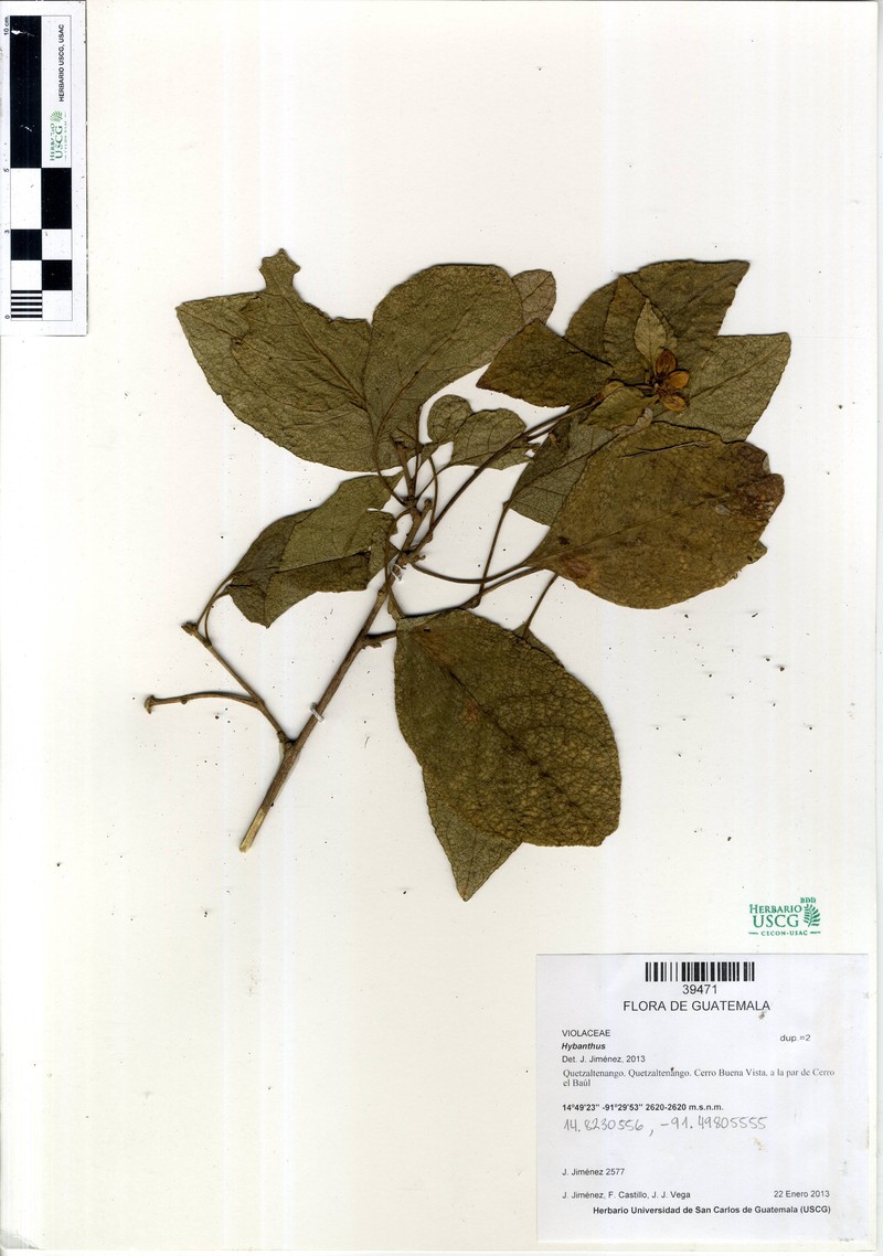 Hybanthus havanensis photo 6