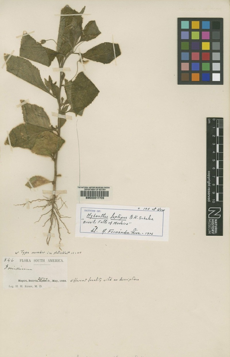 Hybanthus leptopus