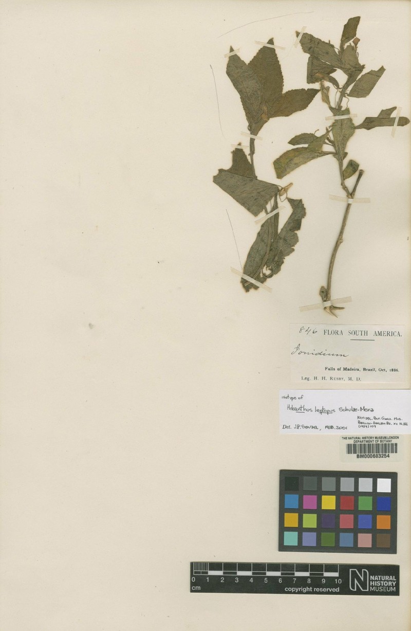 Hybanthus leptopus photo 2