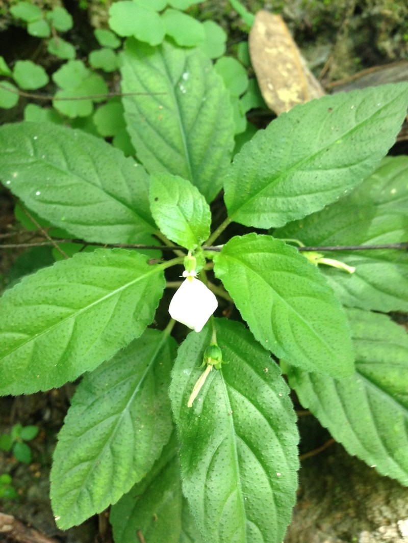 Hybanthus longipes photo 2