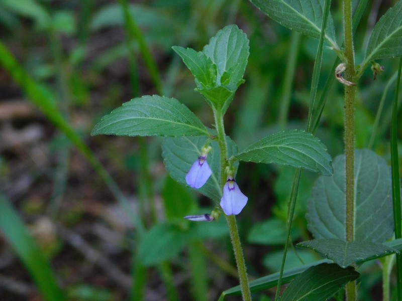 Hybanthus longipes photo 3