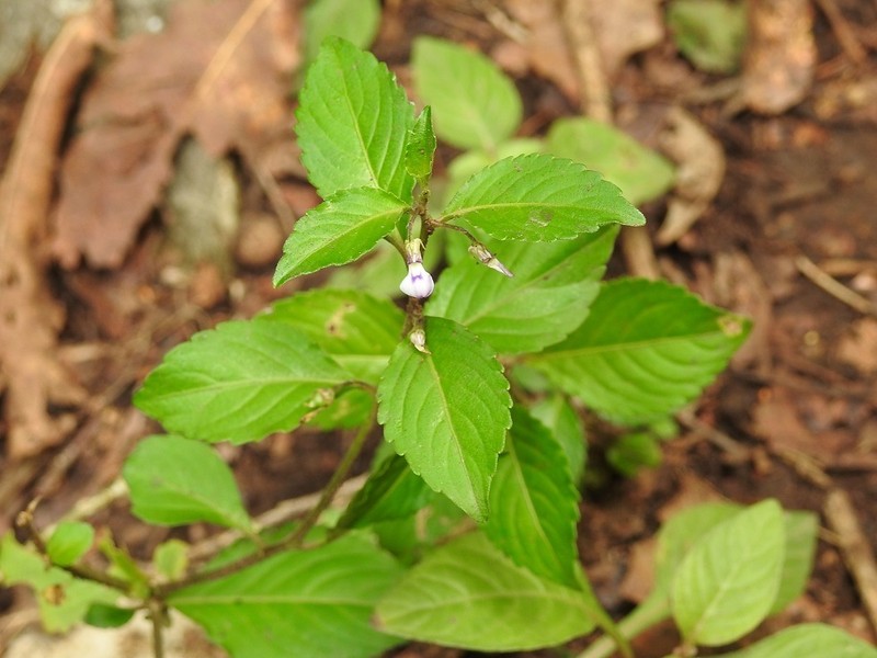 Hybanthus longipes photo 4