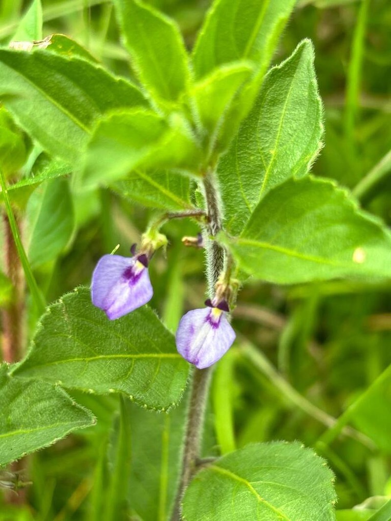 Hybanthus longipes photo 5