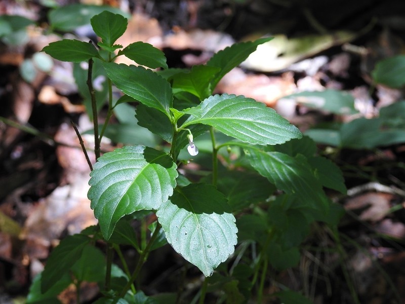 Hybanthus longipes photo 6