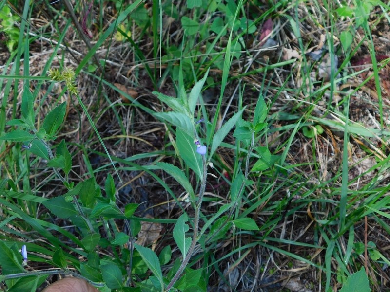 Hybanthus longipes photo 7