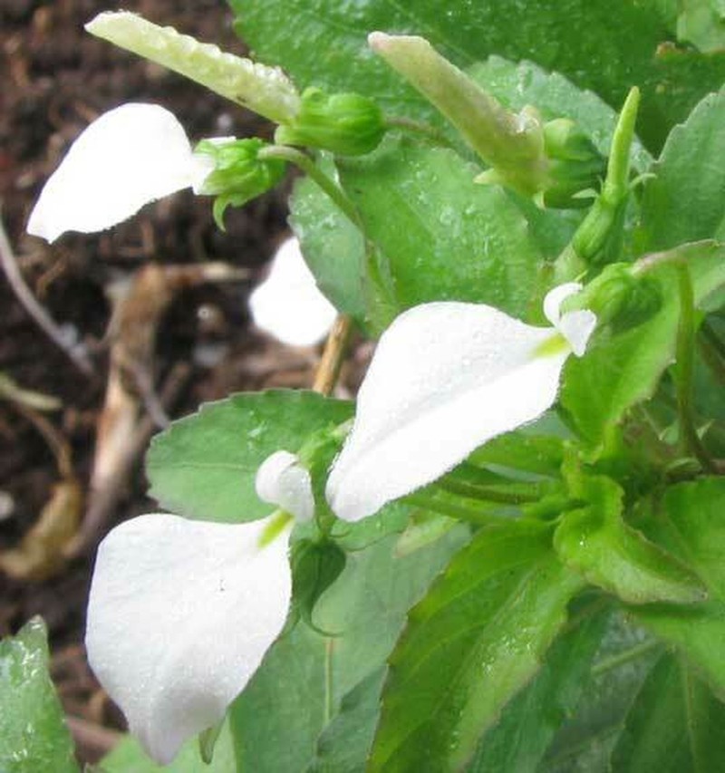 Hybanthus longipes photo 8