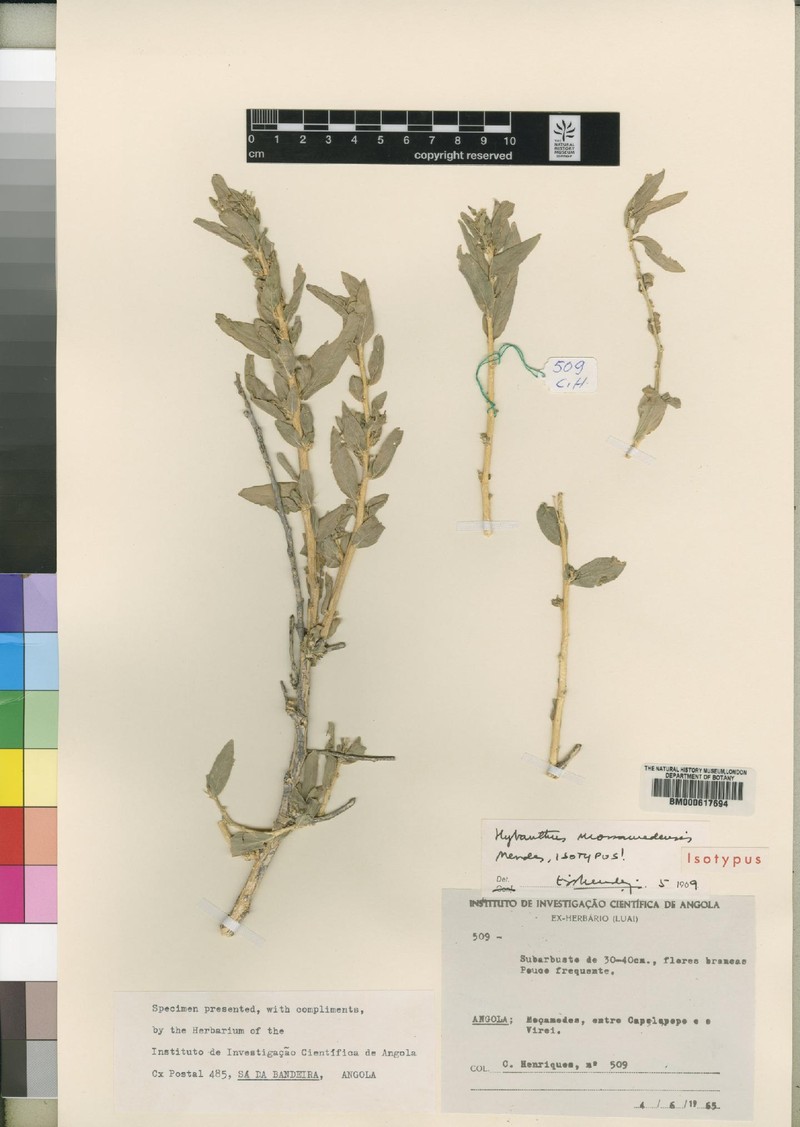 Hybanthus mossamedensis photo 2