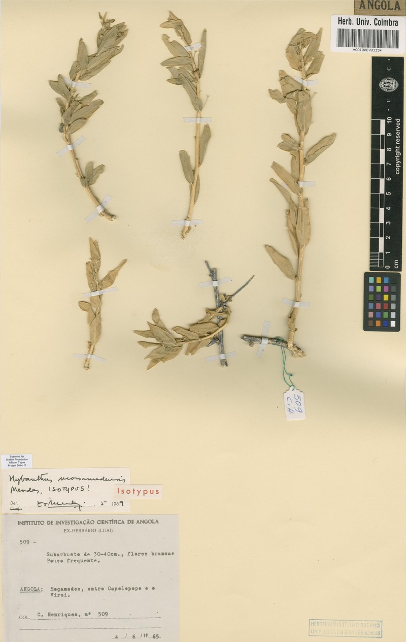 Hybanthus mossamedensis