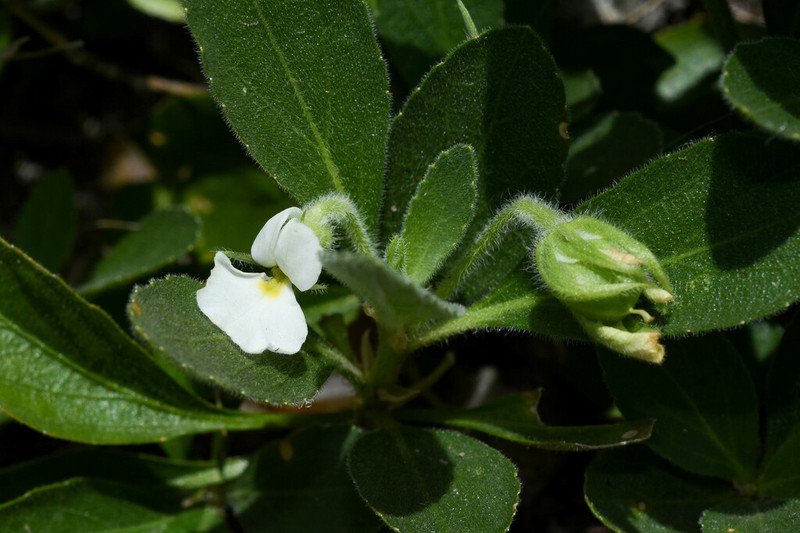 Hybanthus nanus