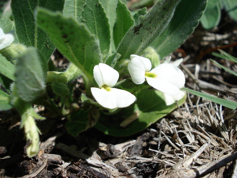 Hybanthus nanus photo 2