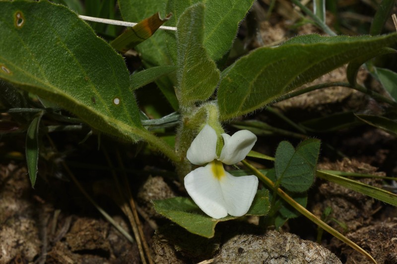Hybanthus nanus photo 3