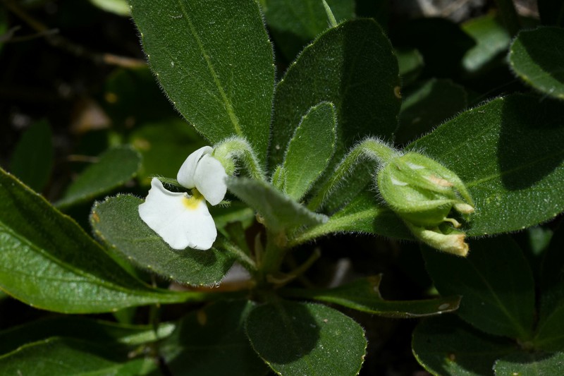 Hybanthus nanus photo 6