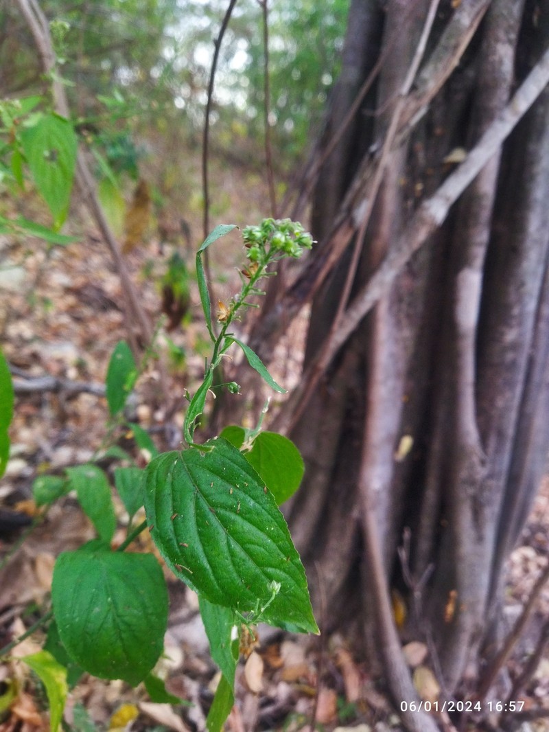 Hybanthus serrulatus photo 3