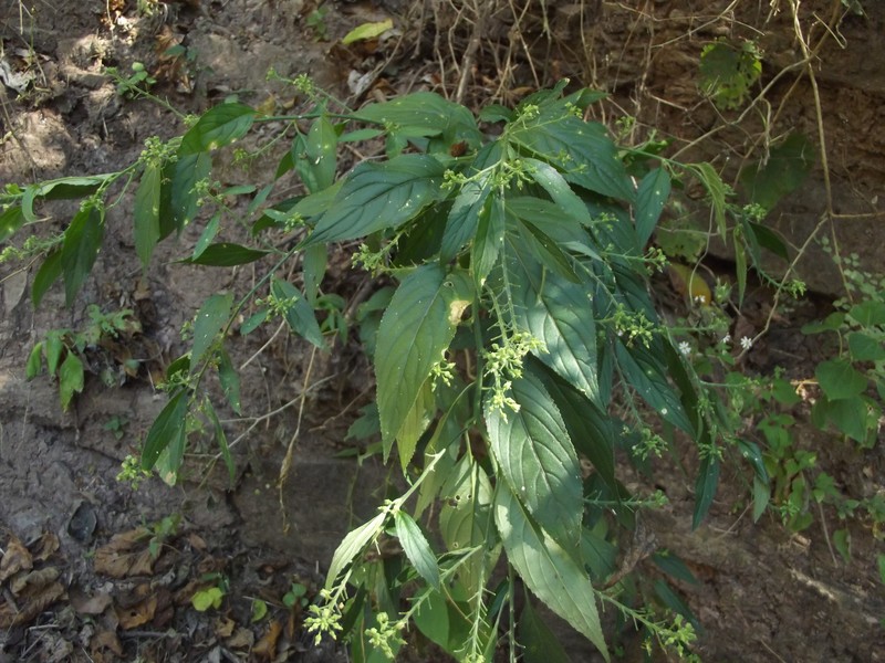 Hybanthus serrulatus photo 4