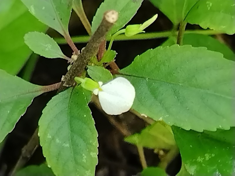 Hybanthus thiemei