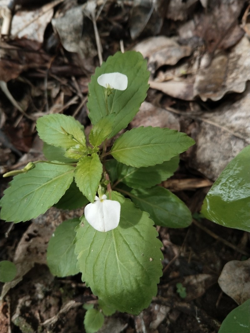 Hybanthus thiemei photo 2