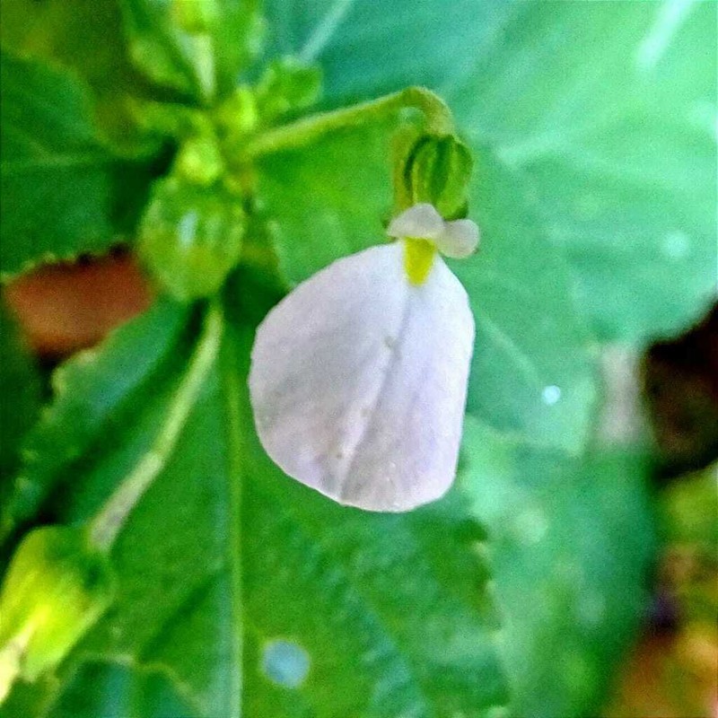 Hybanthus thiemei photo 3