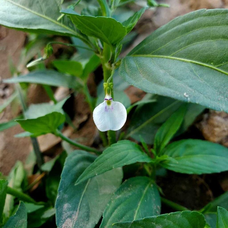 Hybanthus thiemei photo 4