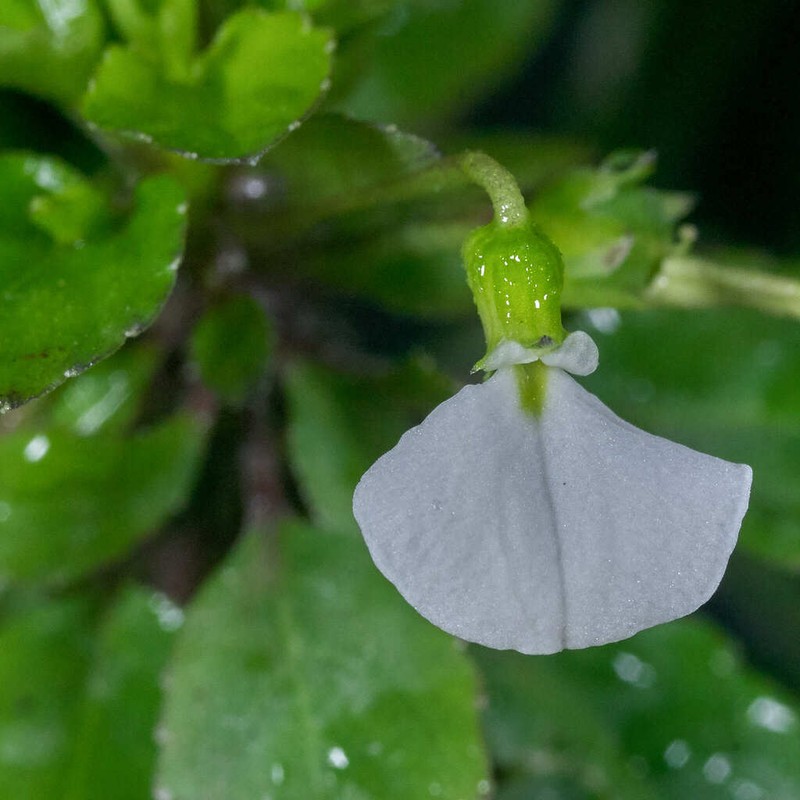 Hybanthus thiemei photo 5