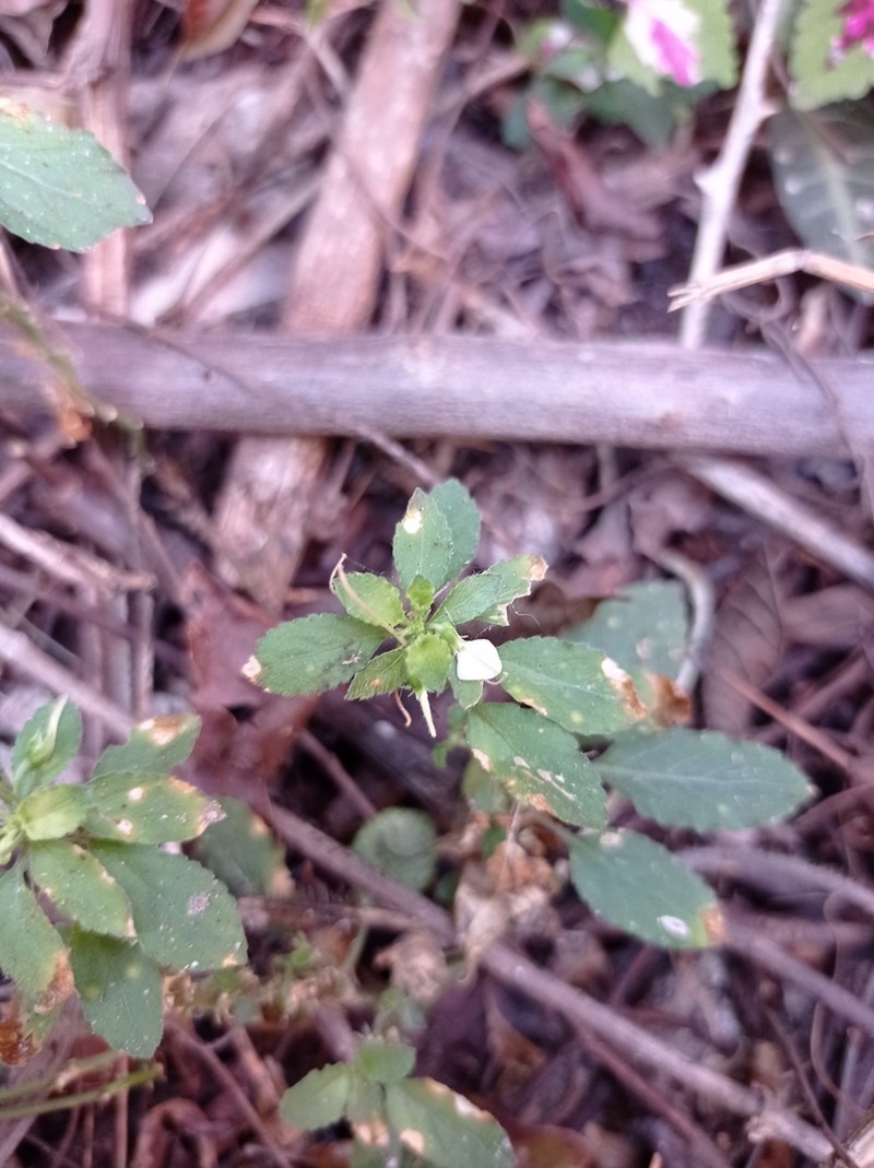 Hybanthus thiemei photo 6
