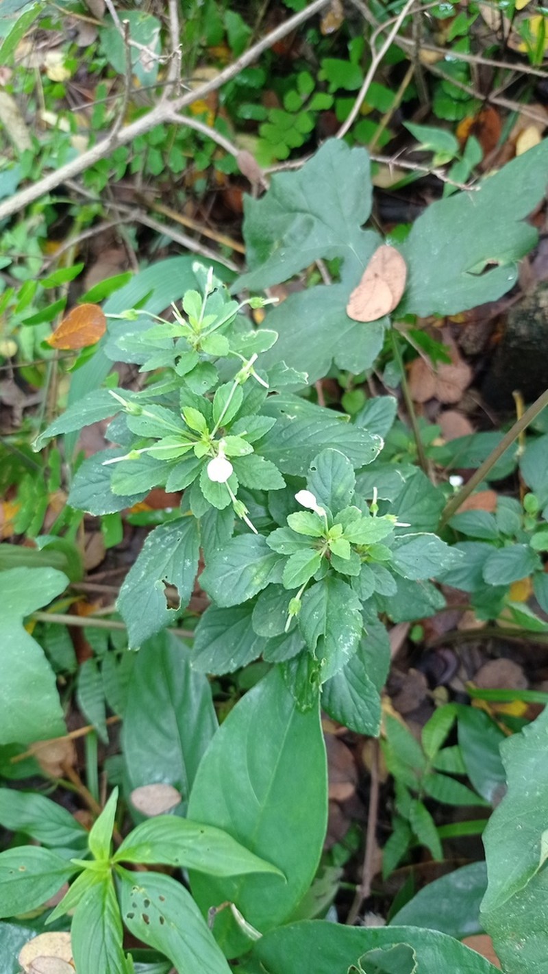 Hybanthus thiemei photo 8