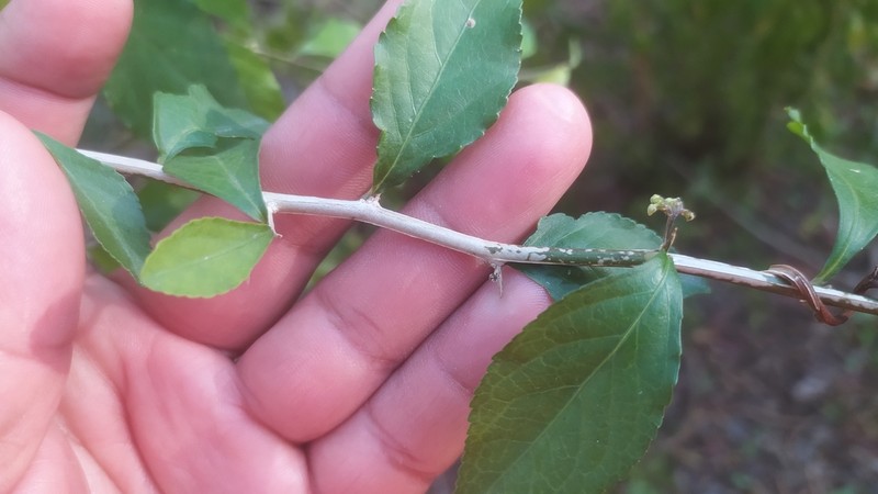 Hybanthus yucatanensis
