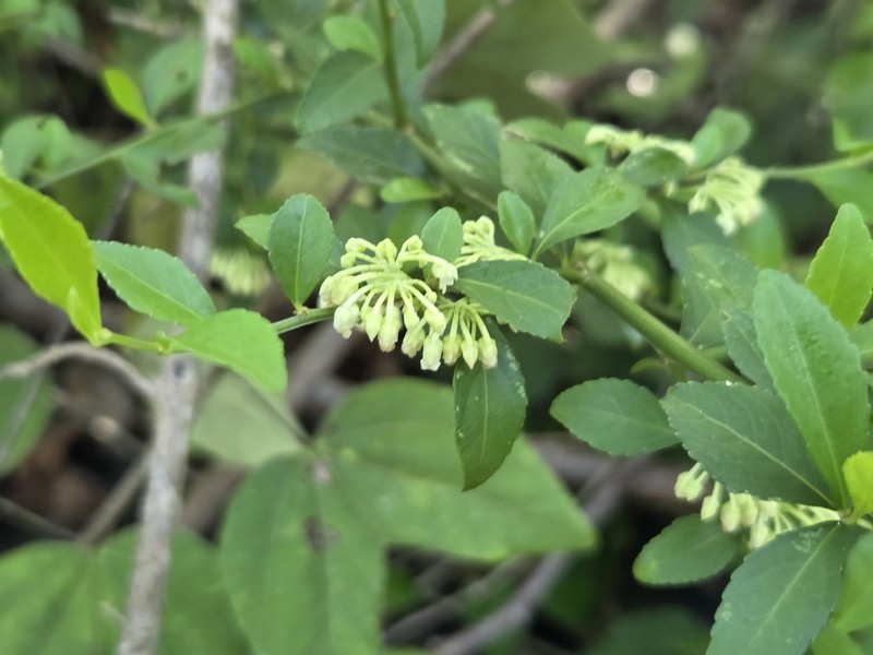 Hybanthus yucatanensis photo 2