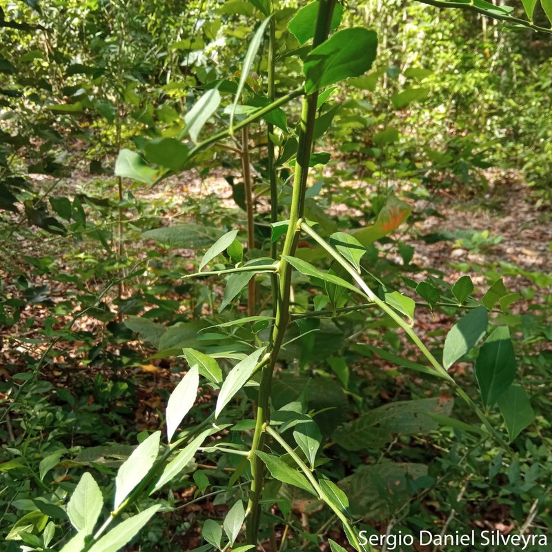 Hybanthus yucatanensis photo 3