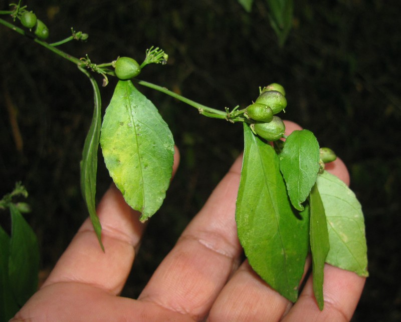 Hybanthus yucatanensis photo 5